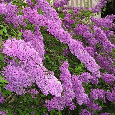 Сирень КИТАЙСКАЯ в Таразе